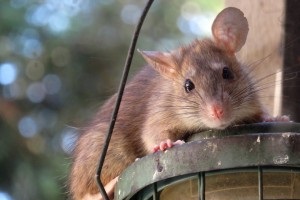 Rat extermination, Pest Control in Twickenham, St. Margarets, TW1, TW2. Call Now 020 8166 9746