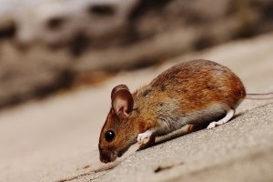 Mice Exterminator, Pest Control in Twickenham, St. Margarets, TW1, TW2. Call Now 020 8166 9746