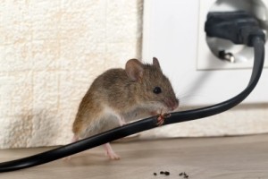 Mice Control, Pest Control in Twickenham, St. Margarets, TW1, TW2. Call Now 020 8166 9746