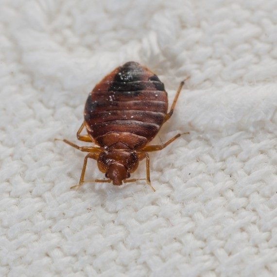 Bed Bugs, Pest Control in Twickenham, St. Margarets, TW1, TW2. Call Now! 020 8166 9746