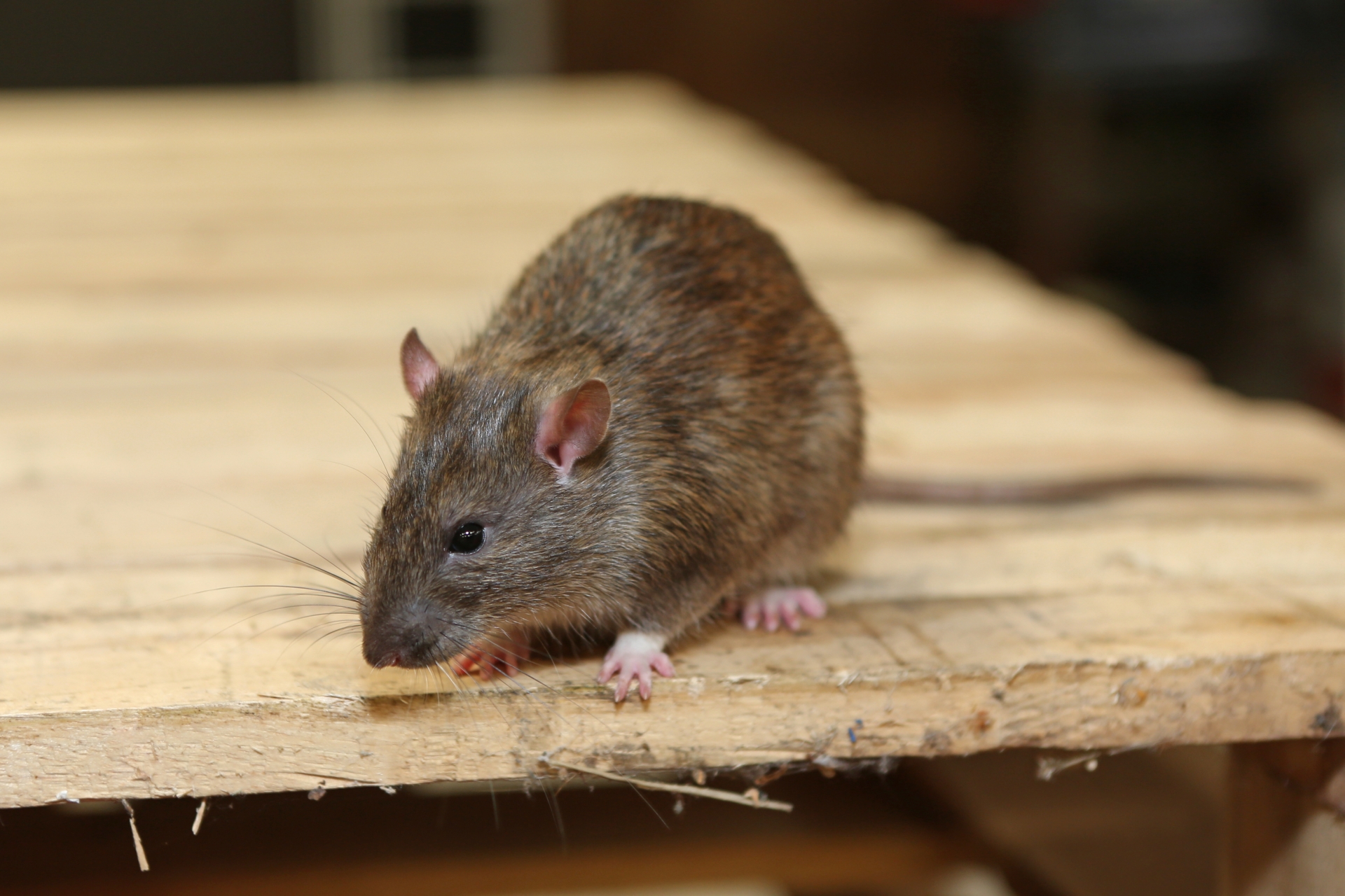 Rat Infestation, Pest Control in Twickenham, St. Margarets, TW1, TW2. Call Now 020 8166 9746