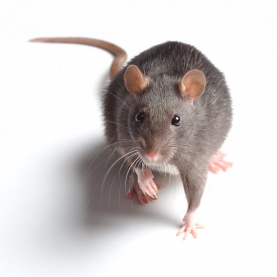 Rats, Pest Control in Twickenham, St. Margarets, TW1, TW2. Call Now! 020 8166 9746