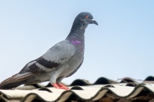 Pigeon Control, Pest Control in Twickenham, St. Margarets, TW1, TW2. Call Now 020 8166 9746