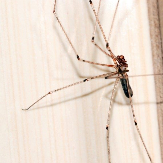 Spiders, Pest Control in Twickenham, St. Margarets, TW1, TW2. Call Now! 020 8166 9746