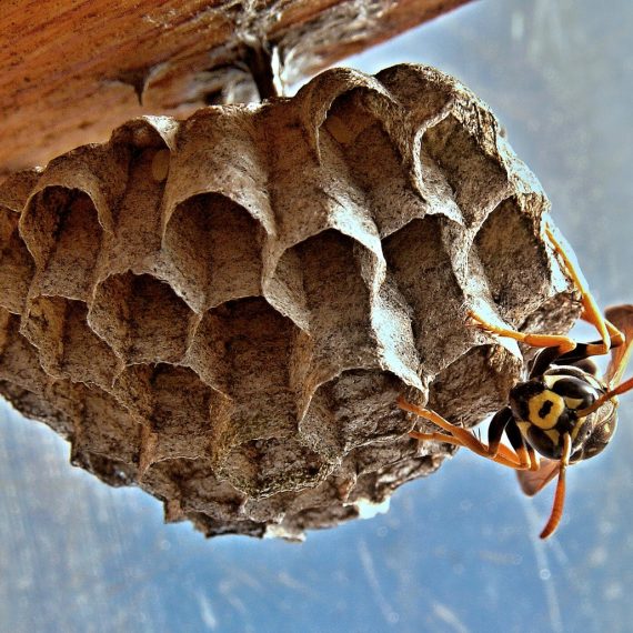Wasps Nest, Pest Control in Twickenham, St. Margarets, TW1, TW2. Call Now! 020 8166 9746